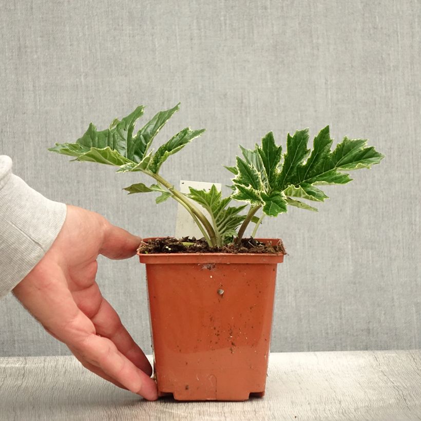 Exemplaar van Acanthus mollis Whitewater - Berenklauw Pot van 1 l/1,5 l zoals geleverd in de zomer