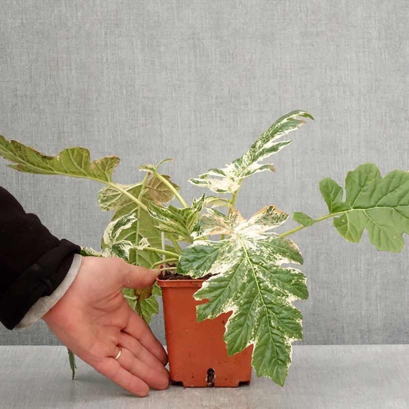 Example of Acanthus mollis Whitewater - Berenklauw Pot van 1 l/1,5 l as you get in printemps