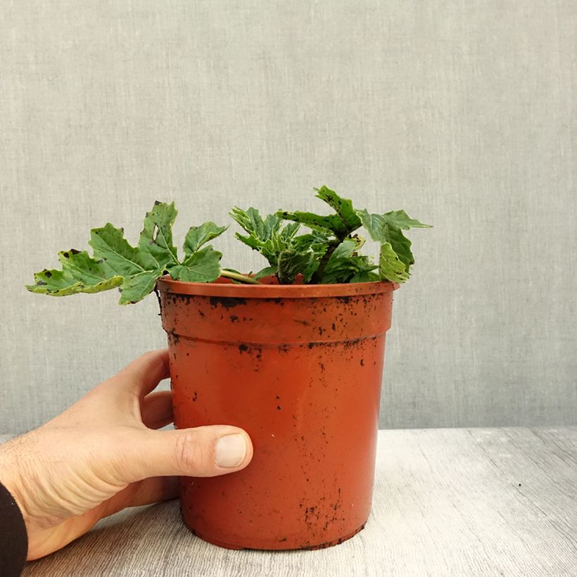Exemplaar van Acanthus mollis Whitewater - Berenklauw Pot van 2 l/3 l zoals geleverd in de herfst