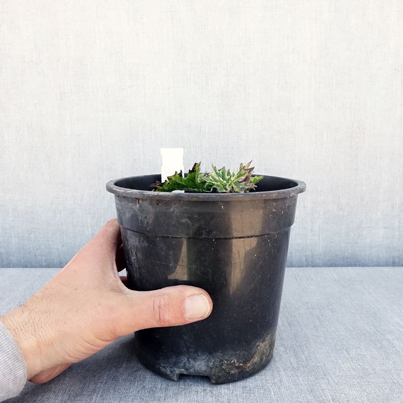 Example of Acanthus mollis Whitewater - Berenklauw Pot van 2 l/3 l as you get in printemps