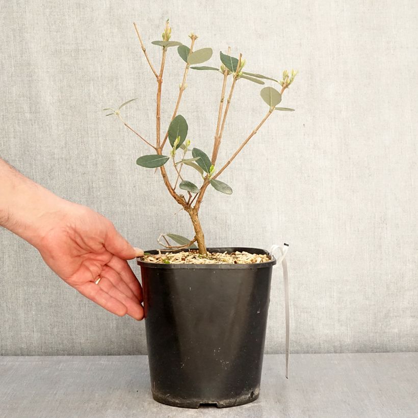 Exemplaar van Ananasguave Coolidge (autofertiel) Pot van 4 l/5 l zoals geleverd in de lente