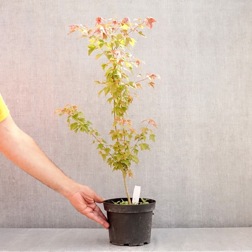 Exemplaar van Acer buergerianum - Drietandesdoorn Pot van 2 l/3 l zoals geleverd in de zomer