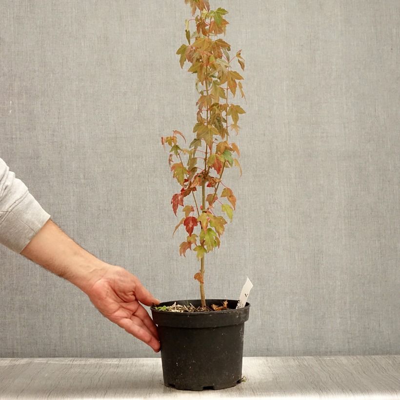 Exemplaar van Acer buergerianum - Drietandesdoorn Pot van 2 l/3 l zoals geleverd in de herfst
