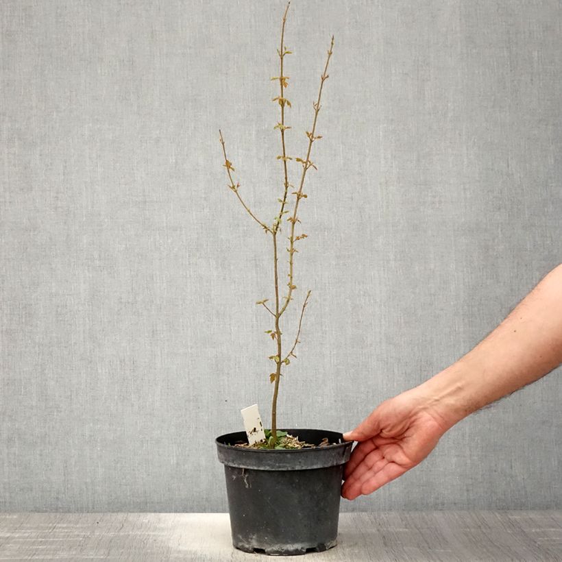 Exemplaar van Acer buergerianum - Drietandesdoorn Pot van 2 l/3 l zoals geleverd in de lente