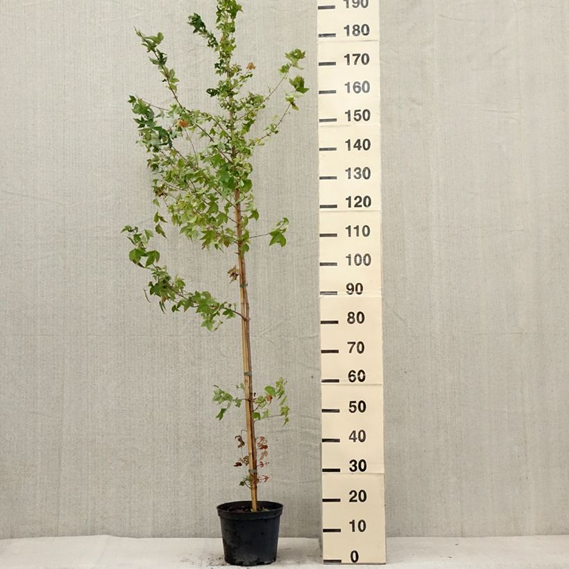 Exemplaar van Acer buergerianum - Drietandesdoorn Pot van 4 l/5 l zoals geleverd in de zomer