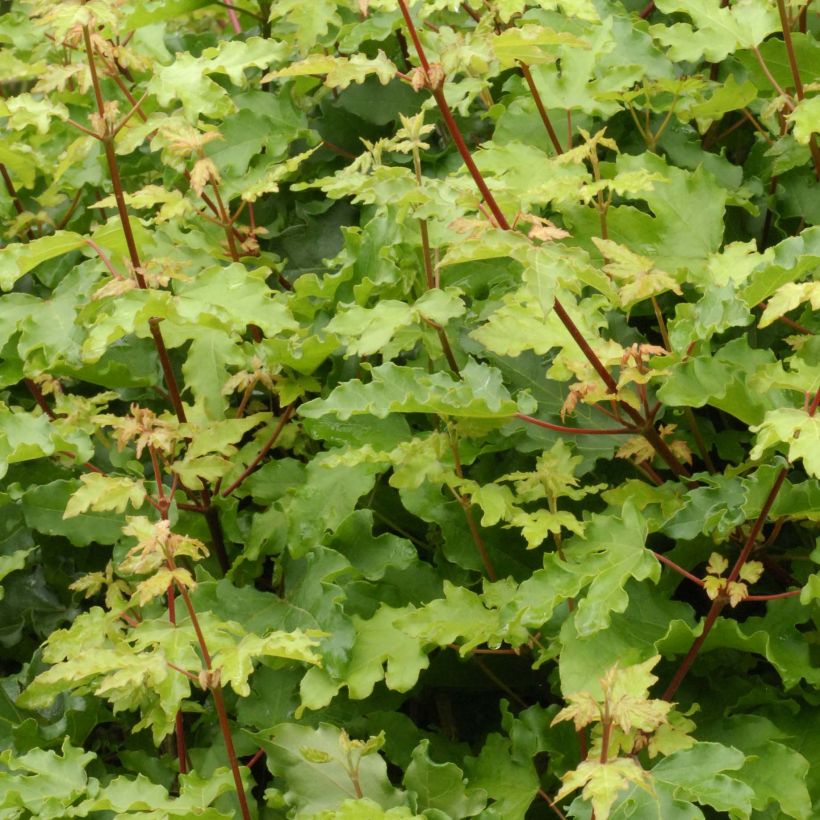 Acer campestre Nanum - Dwergveldesdoorn (Blad)
