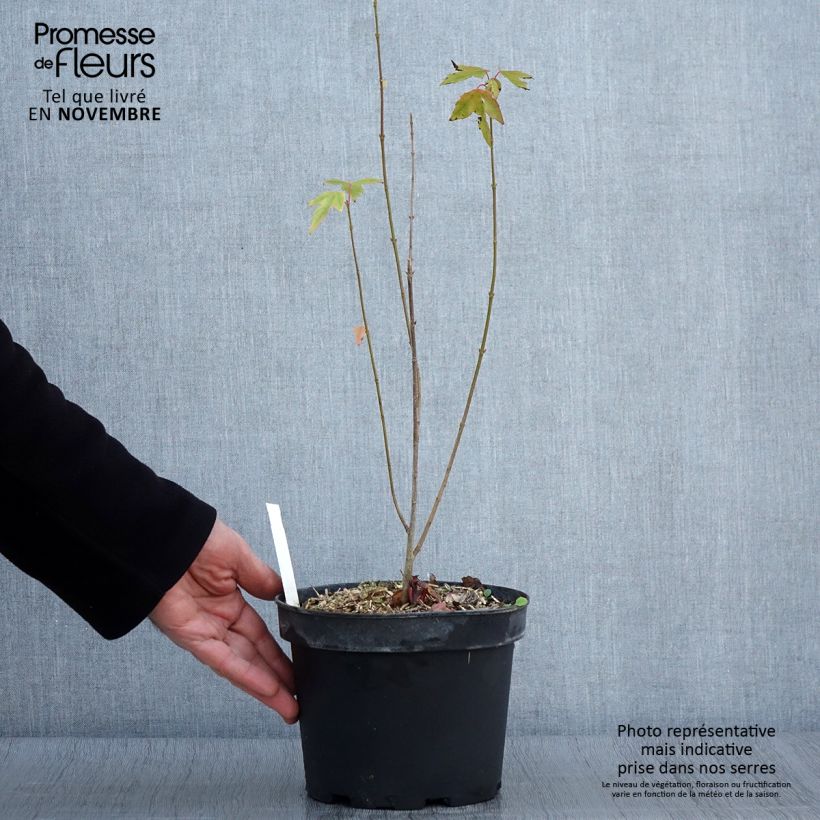 Exemplaar van Acer cappadocicum Rubrum - Colchische esdoorn Rubrum Pot van 3 l/4 l zoals geleverd in de herfst
