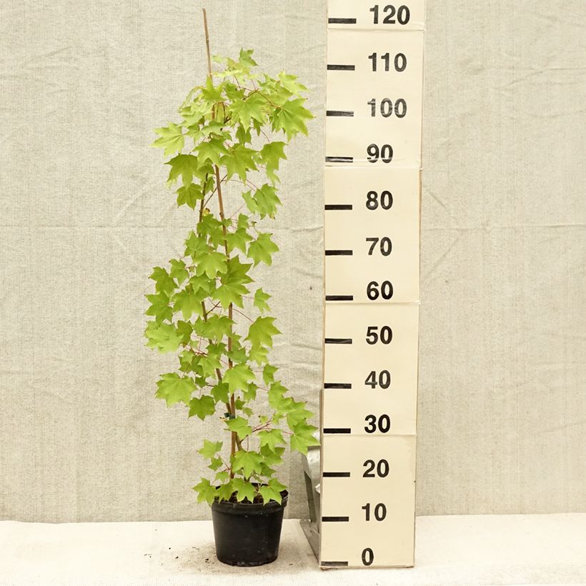 Exemplaar van Acer cappadocicum Rubrum - Colchische esdoorn Rubrum Pot van 3 l/4 l zoals geleverd in de zomer