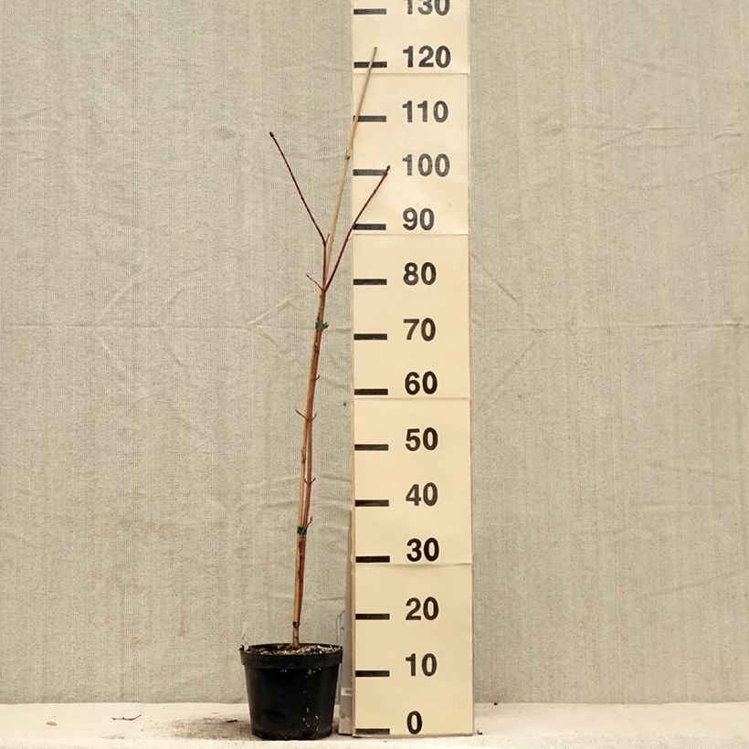 Exemplaar van Acer cappadocicum Rubrum - Colchische esdoorn Rubrum Pot van 3 l/4 l zoals geleverd in de lente