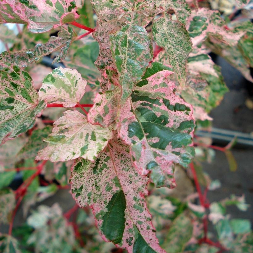 Acer conspicuum Red Flamingo - Slangenhuidesdoorn (Blad)