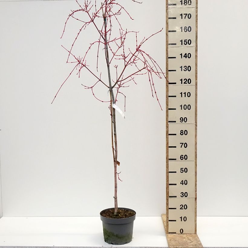 Exemplaar van Acer conspicuum Red Flamingo - Érable à peau de serpent Pot de 7,5L/10L zoals geleverd in de winter