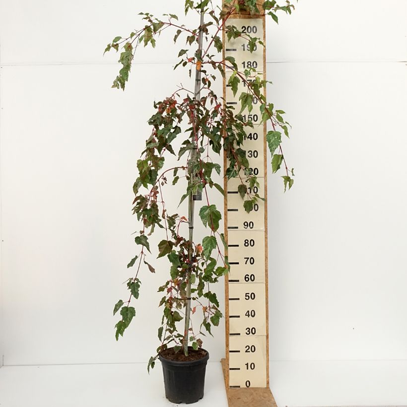 Exemplaar van Acer conspicuum Red Flamingo - Slangenhuidesdoorn Pot van 7,5 l/10 l zoals geleverd in de herfst
