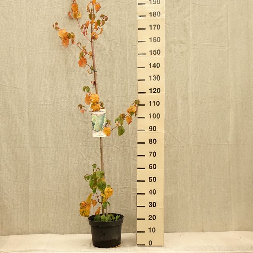 Exemplaar van Acer davidii - Chinese esdoorn Pot van 7,5 l/10 l zoals geleverd in de herfst