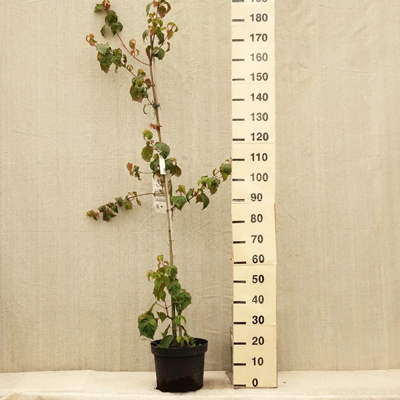 Exemplaar van Acer davidii - Chinese esdoorn Pot van 7,5 l/10 l zoals geleverd in de zomer