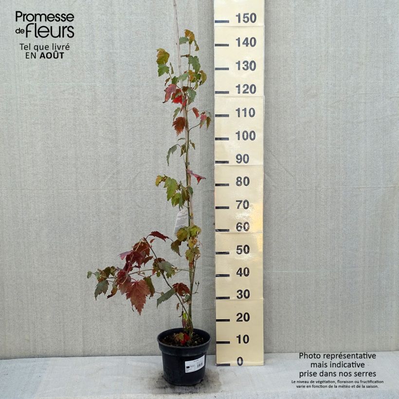 Exemplaar van Acer davidii - Chinese esdoorn Pot van 4 l/5 l zoals geleverd in de zomer