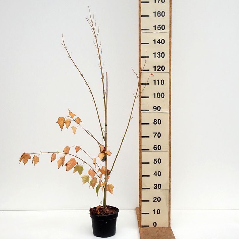 Exemplaar van Acer davidii - Chinese esdoorn Pot van 4 l/5 l zoals geleverd in de herfst