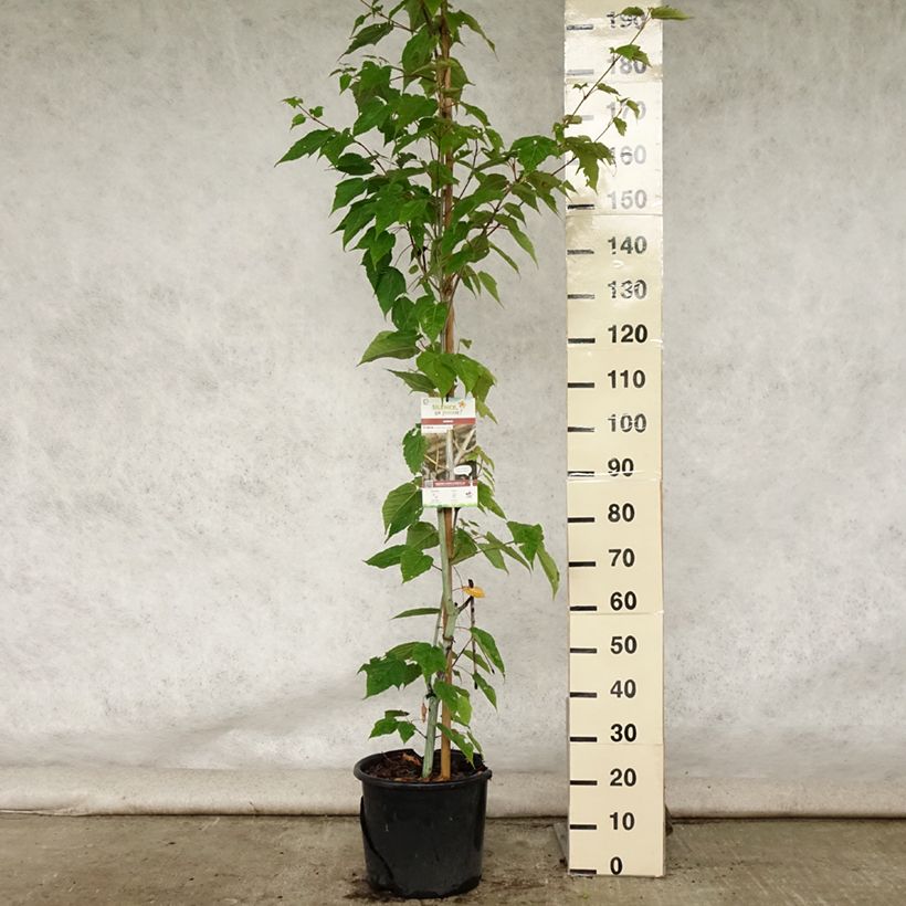 Exemplaar van Acer davidii Viper - Chinese esdoorn Pot van 12 l/15 l zoals geleverd in de zomer