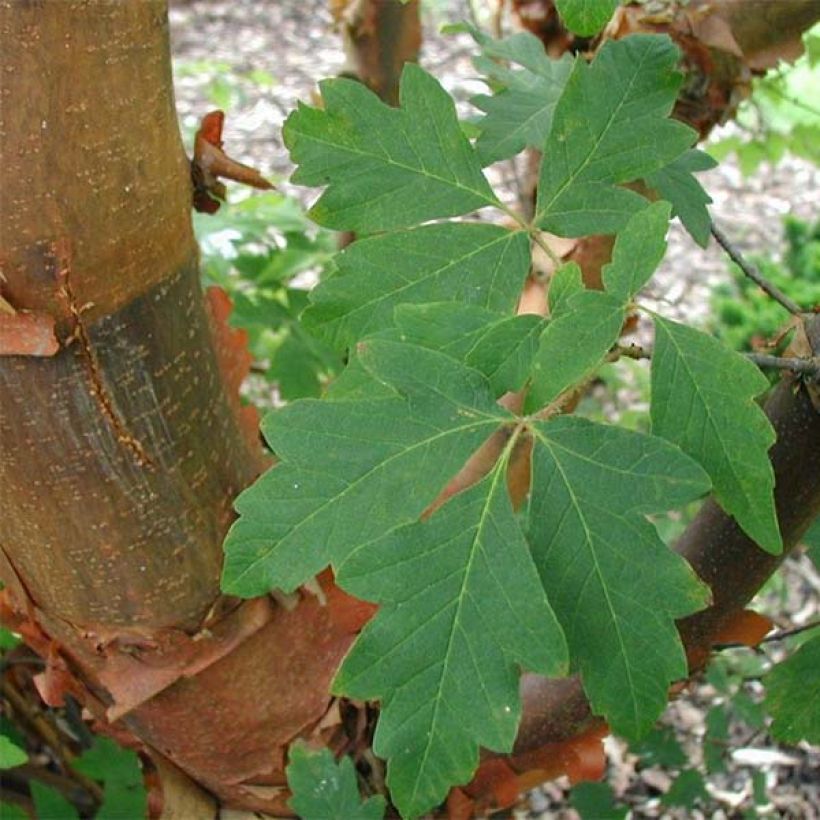 Acer griseum - papieresdoorn (Blad)