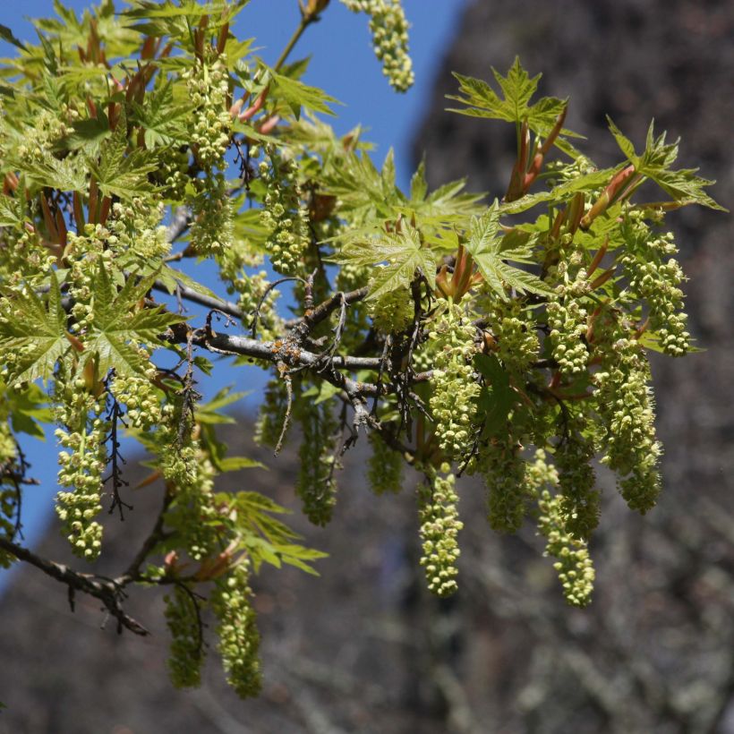 Acer macrophyllum - Grootbladige esdoorn (Bloei)
