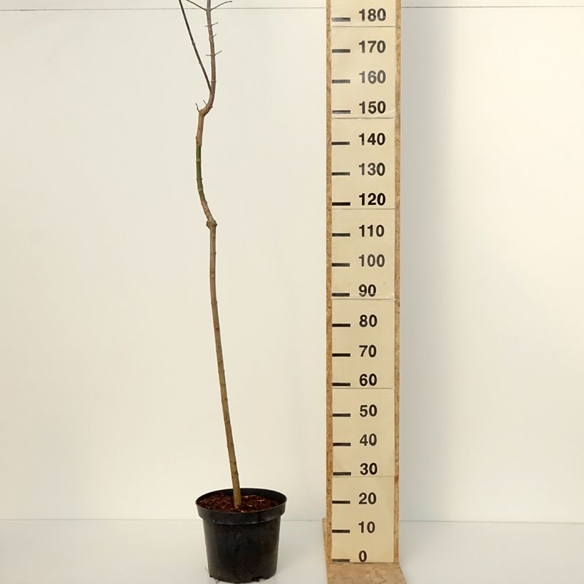 Exemplaar van Acer negundo Auratum - Erable à feuilles de frêne doré Pot de 7,5L/10L, Tige zoals geleverd in de winter