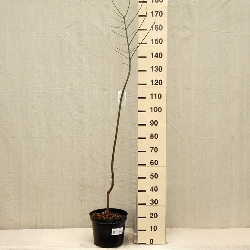 Example of Acer negundo Aureomarginatum - Vederesdoorn Pot van 7,5 l/10 l as you get in printemps