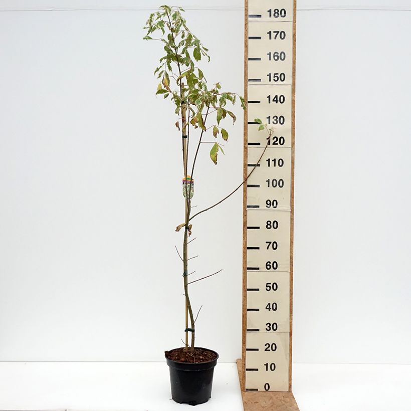 Exemplaar van Acer negundo Flamingo - Vederesdoorn Pot van 7,5 l/10 l zoals geleverd in de herfst
