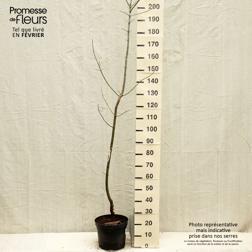 Exemplaar van Acer negundo Variegatum - Vederesdoorn Pot van 7,5 l/10 l zoals geleverd in de winter