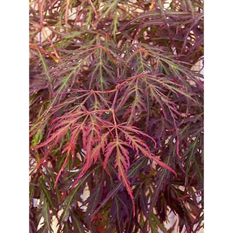 Acer palmatum Crimson Princess - Japanse esdoorn (Blad)