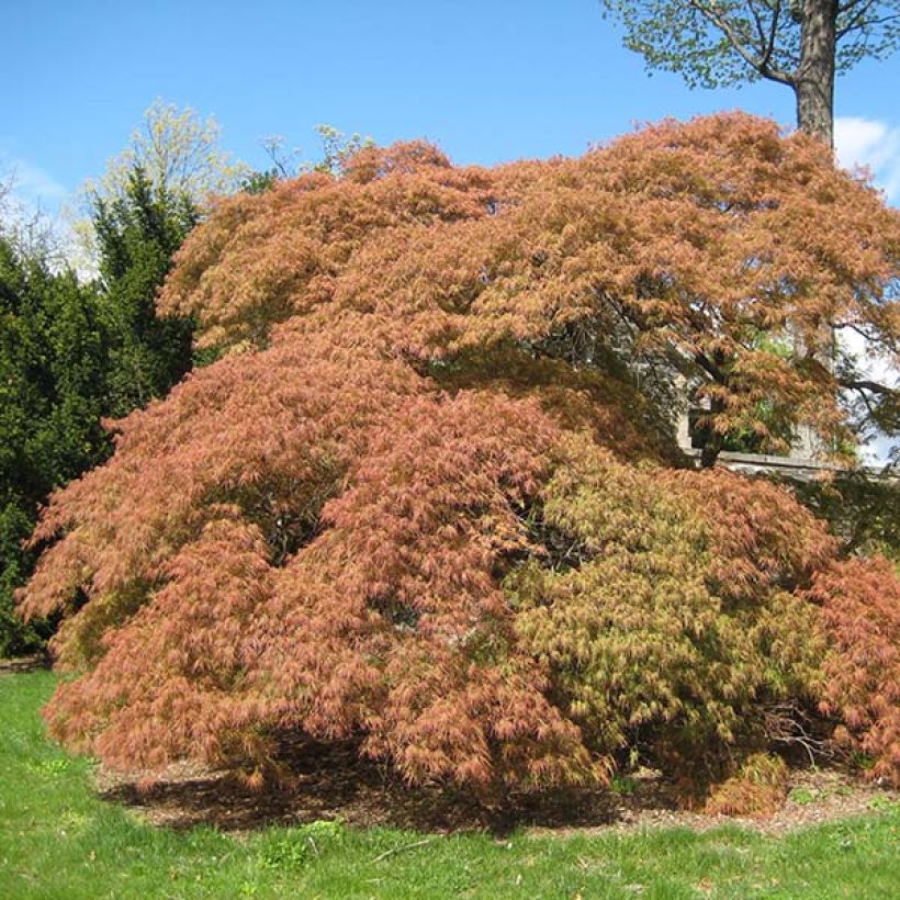 Acer palmatum Dissectum - Japanse esdoorn (Groeiplaats)