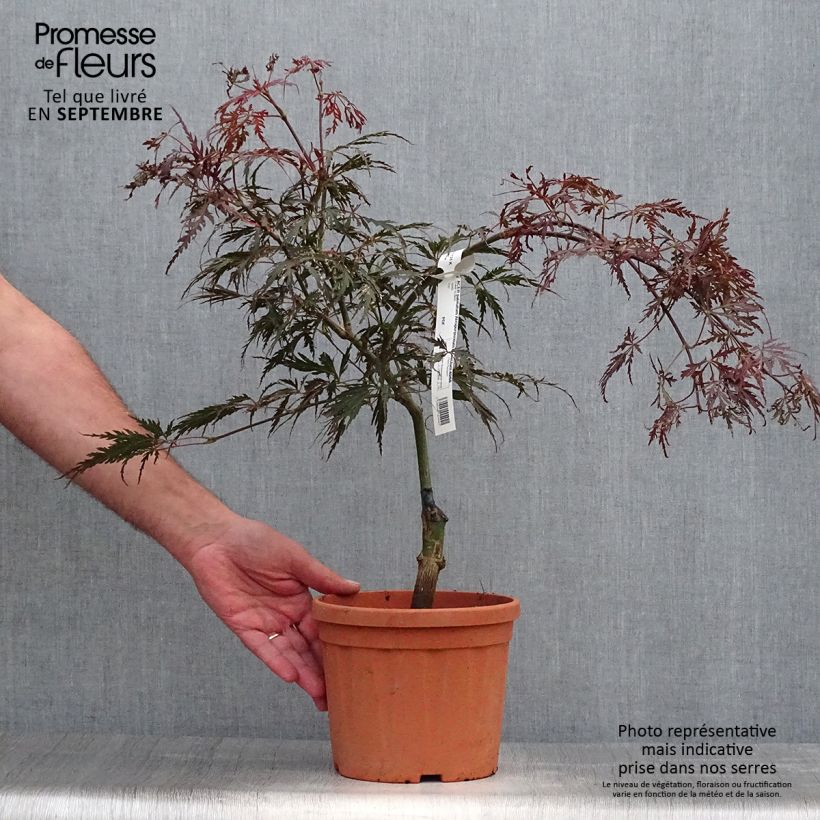 Exemplaar van Acer palmatum Dissectum Atropurpureum - Japanse esdoorn Pot van 3 l/4 l zoals geleverd in de herfst