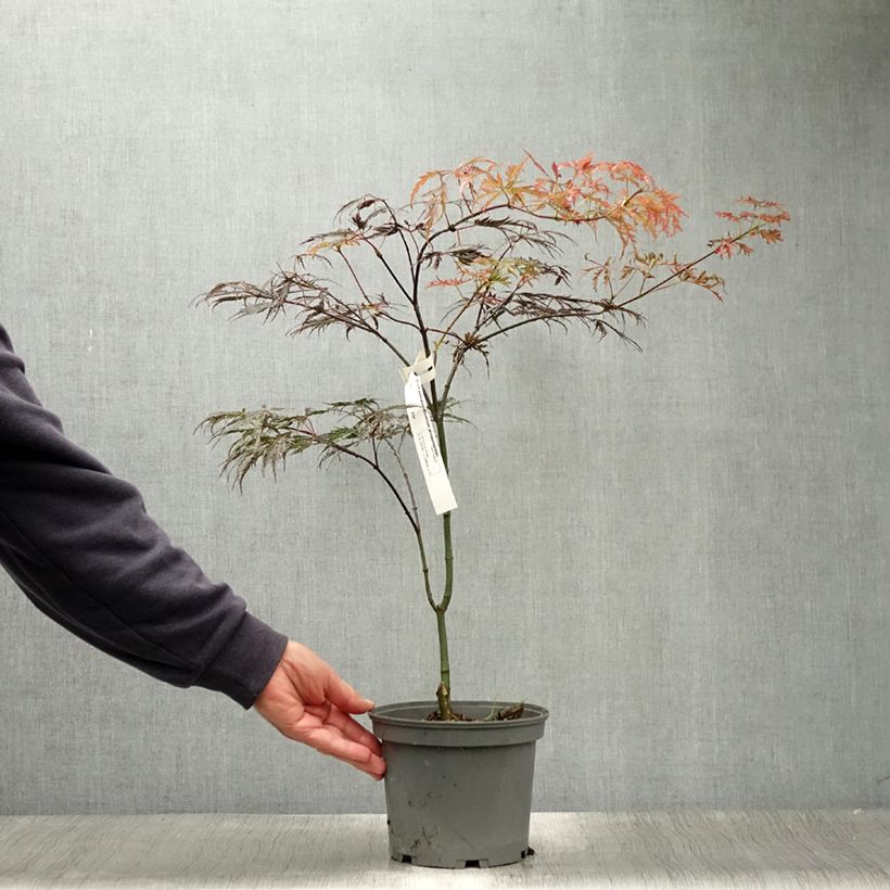 Exemplaar van Acer palmatum Dissectum Atropurpureum - Japanse esdoorn Pot van 3 l/4 l zoals geleverd in de zomer