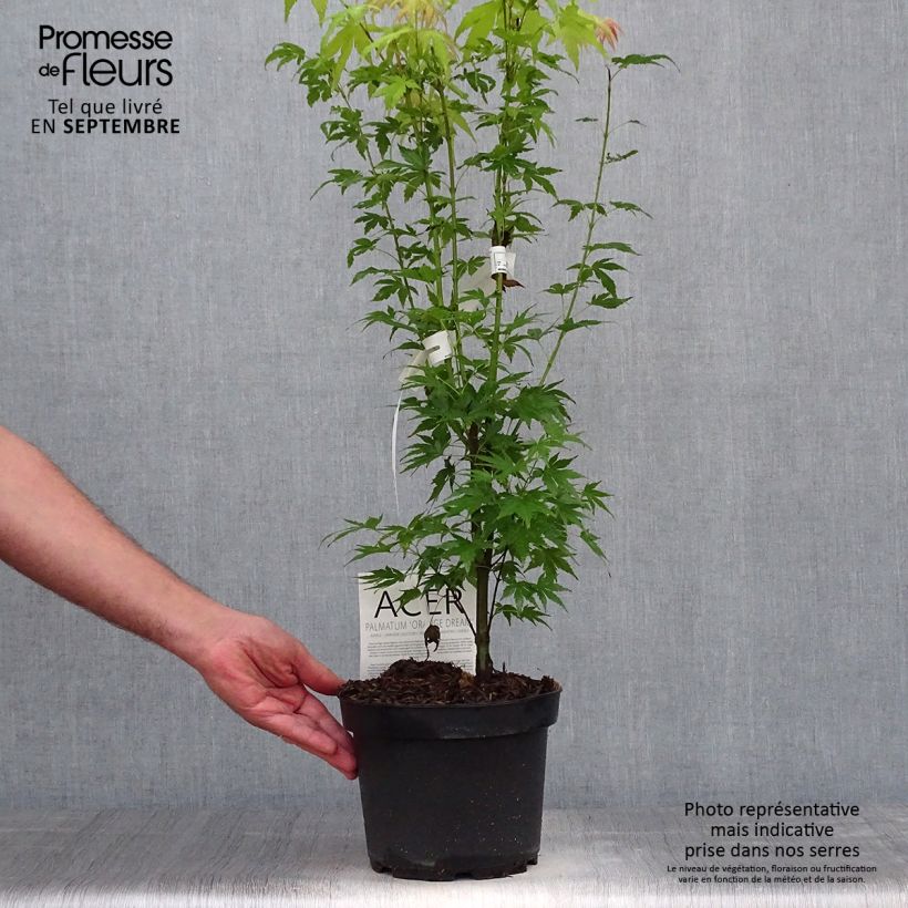 Exemplaar van Acer palmatum Orange Dream - Japanse esdoorn Pot van 3 l/4 l zoals geleverd in de herfst