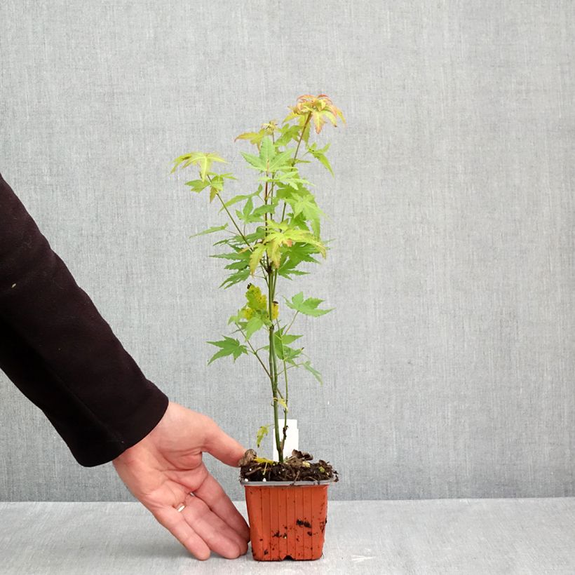 Exemplaar van Acer palmatum Orange Dream - Japanse esdoorn Kweekpotje van 8/9 cm zoals geleverd in de herfst