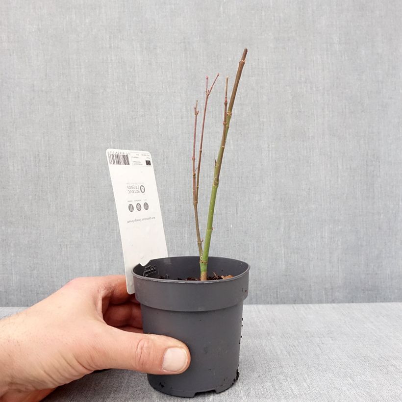 Exemplaar van Acer palmatum Orange Dream Godet de 8/9 cm zoals geleverd in de winter