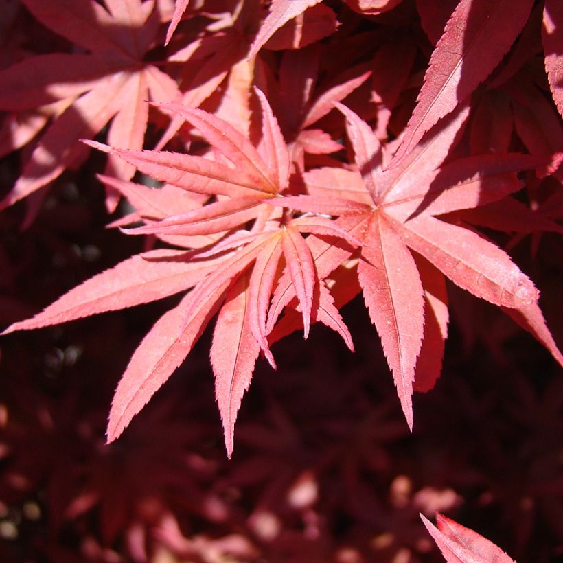 Acer palmatum Twomblys Red Sentinel - Japanse esdoorn (Foliage)
