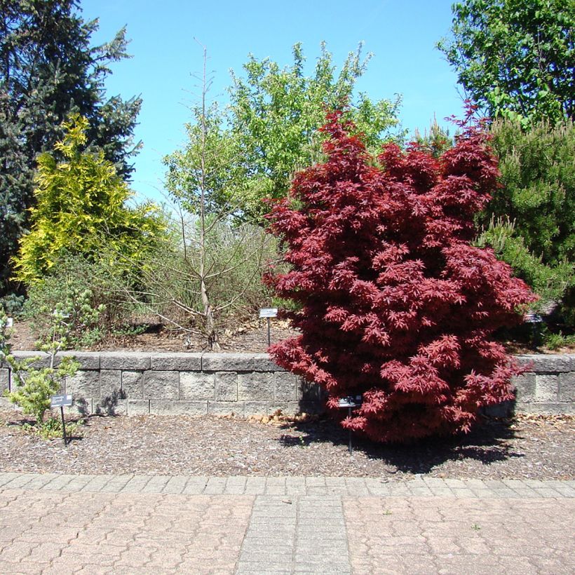 Acer palmatum Twomblys Red Sentinel - Japanse esdoorn (Plant habit)