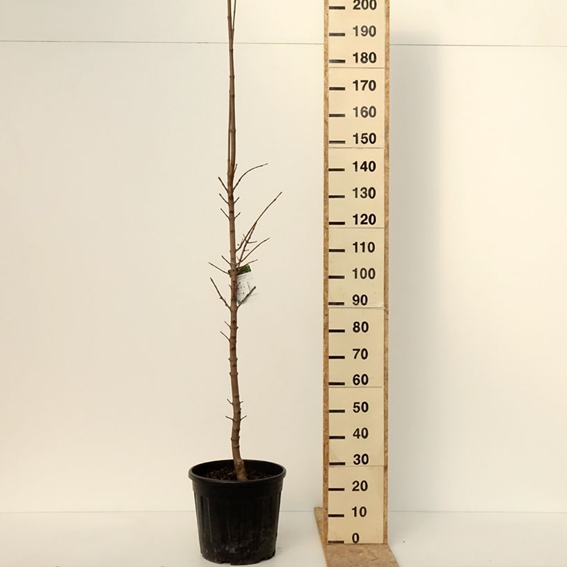 Exemplaar van Acer platanoides Columnare - Zuil esdoorn Pot van 20 l/25 l, Stengel zoals geleverd in de winter