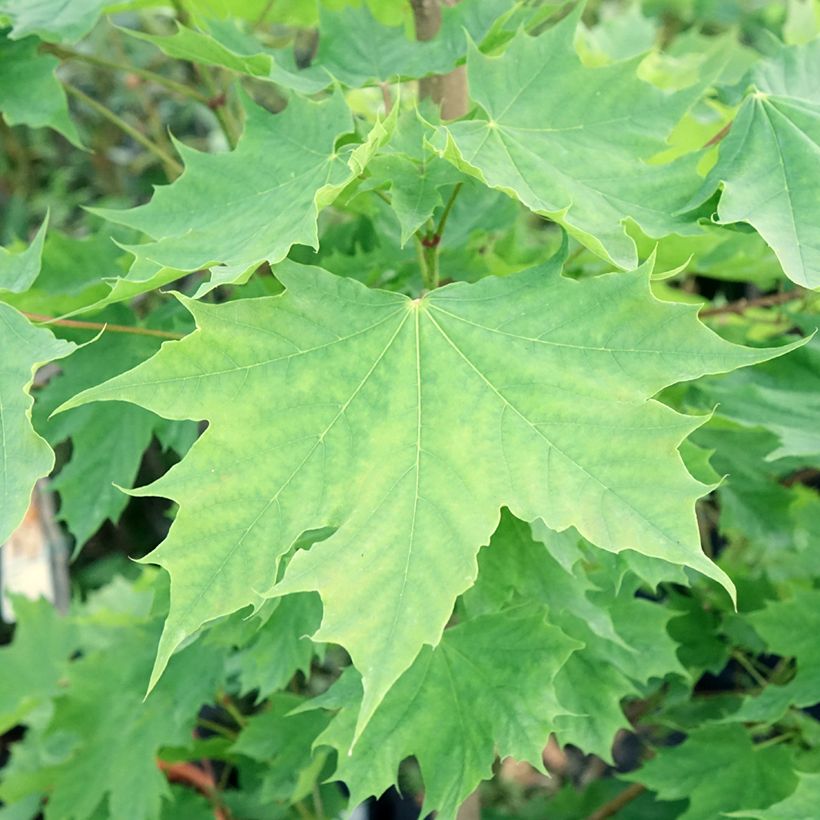 Acer platanoides Columnare - Zuil esdoorn (Blad)