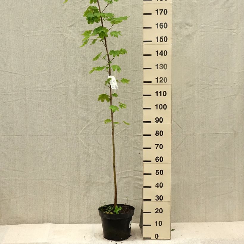 Exemplaar van Acer platanoides - Noordse esdoorn Pot van 7,5 l/10 l zoals geleverd in de zomer