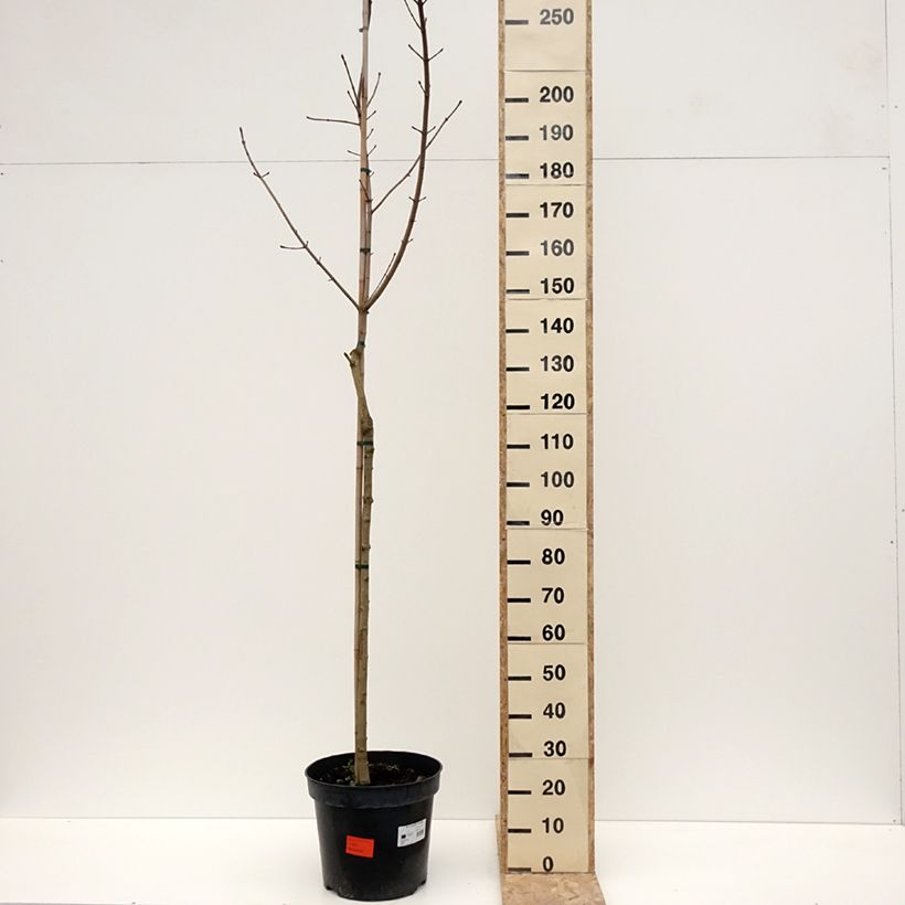 Exemplaar van Acer platanoides Maculatum - Erable plane Pot de 12L/15L, Tige zoals geleverd in de winter