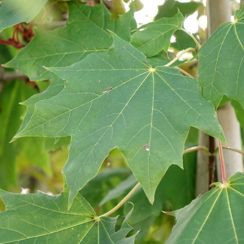 Acer platanoides Maculatum - Bontbladige Noorse esdoorn (Blad)
