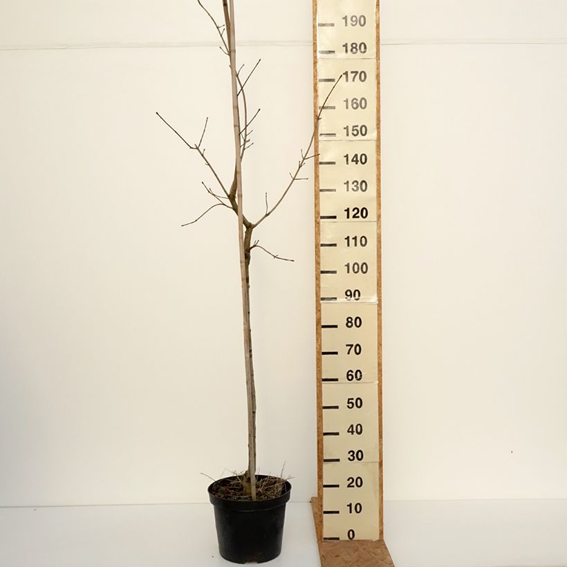 Exemplaar van Acer platanoides Maculatum - Bontbladige Noorse esdoorn Pot van 12 l/15 l, Stengel zoals geleverd in de herfst