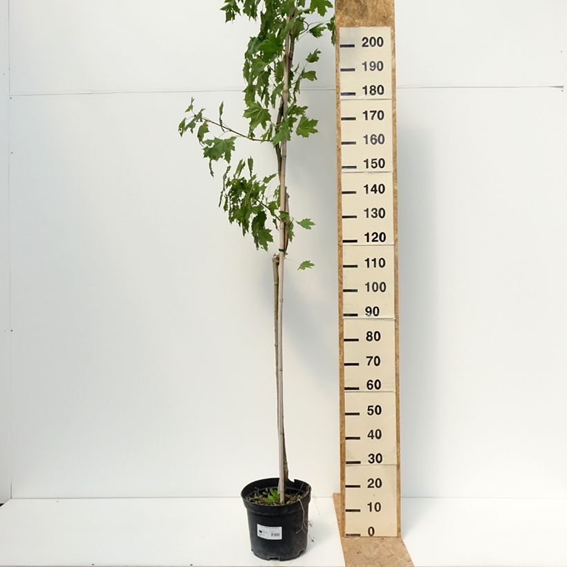 Exemplaar van Acer platanoides Maculatum - Bontbladige Noorse esdoorn Pot van 12 l/15 l, Stengel zoals geleverd in de zomer