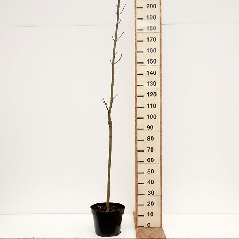 Exemplaar van Acer platanoides Marylka - Noorse esdoorn Pot van 12 l/15 l, Stengel zoals geleverd in de winter