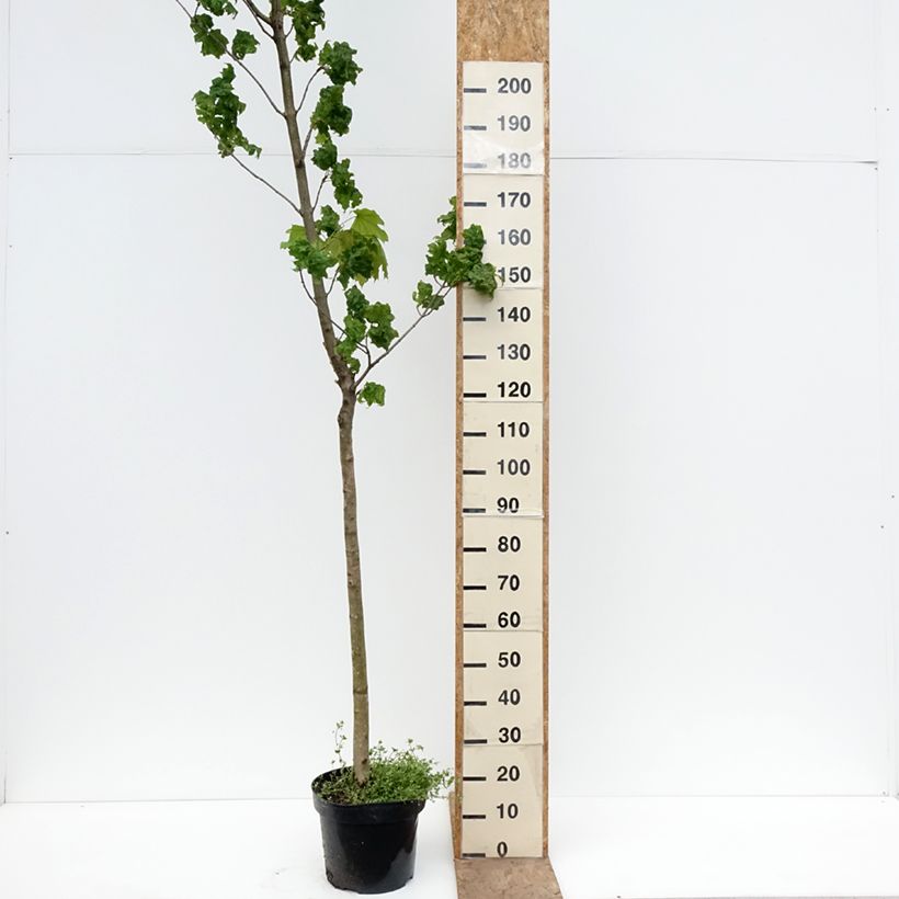 Exemplaar van Acer platanoides Marylka - Noorse esdoorn Pot van 12 l/15 l, Stengel zoals geleverd in de lente