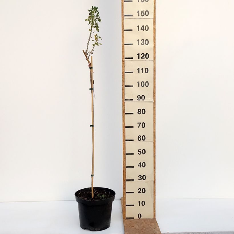 Exemplaar van Acer platanoides Novush - Noorse esdoorn Pot van 7,5 l/10 l, Stengel zoals geleverd in de herfst
