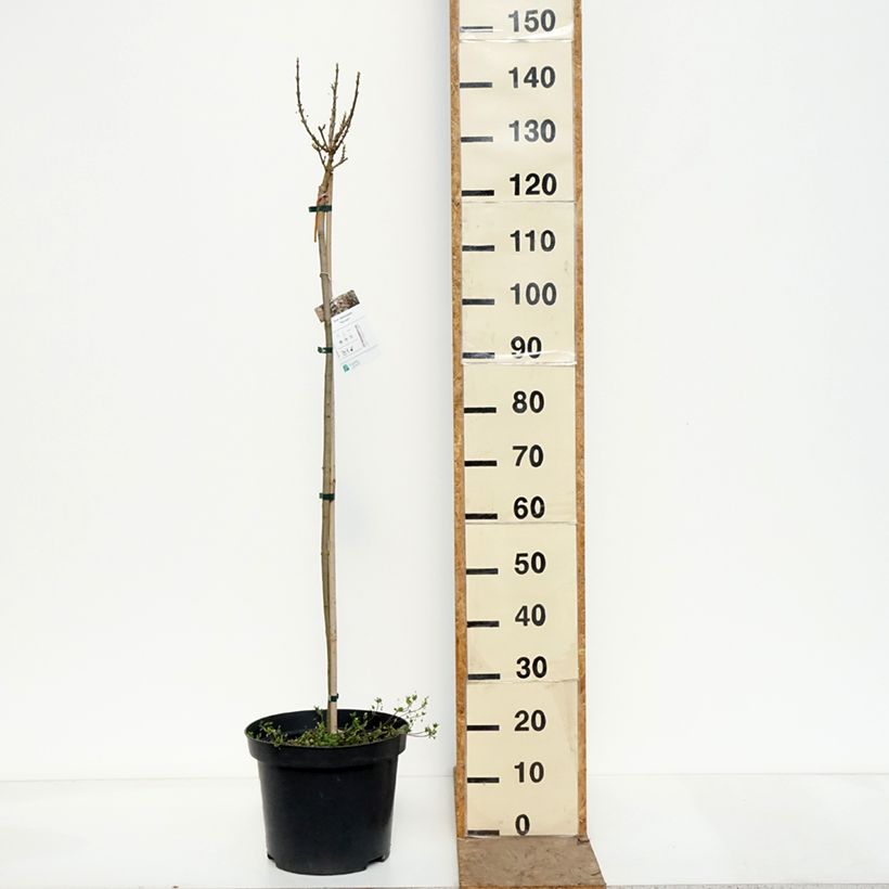 Exemplaar van Acer platanoides Novush - Noorse esdoorn Pot van 7,5 l/10 l, Stengel zoals geleverd in de lente