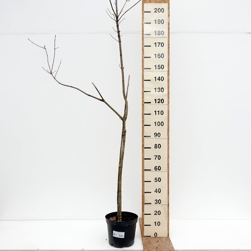 Exemplaar van Acer platanoides Oregon Pride - Noorse esdoorn Pot van 7,5 l/10 l, Stengel zoals geleverd in de winter