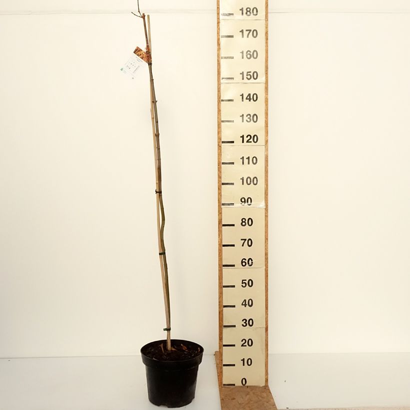 Exemplaar van Acer platanoides Paldiski - Noorse esdoorn Pot van 12 l/15 l, Stengel zoals geleverd in de herfst