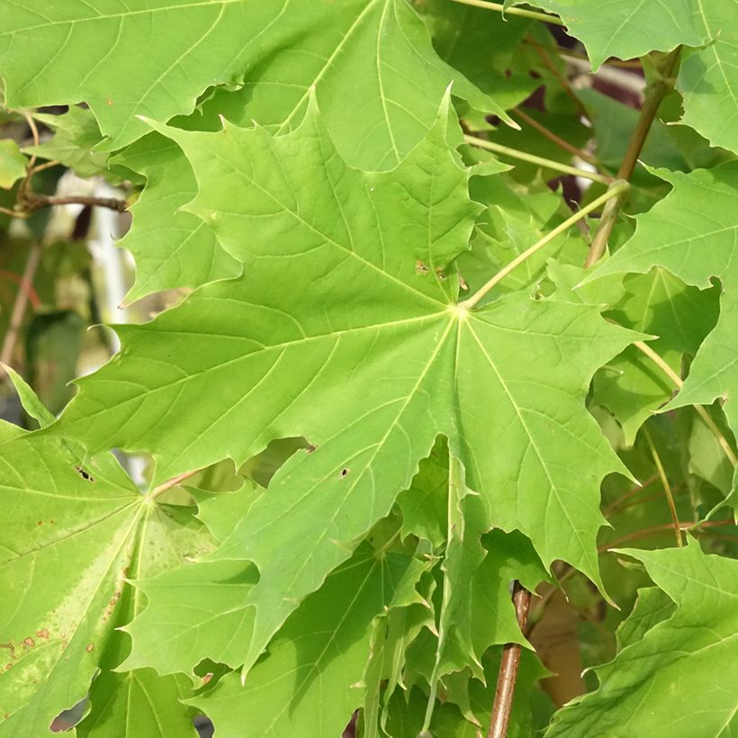 Acer platanoides Princeton Gold - Noorse esdoorn (Blad)
